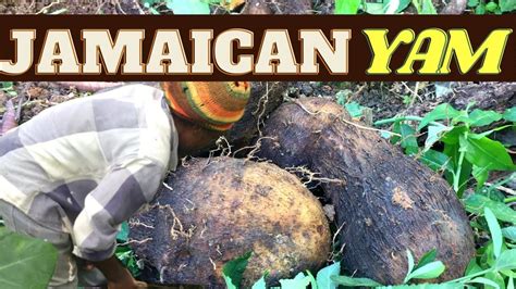 5 Health Benefits Of Yams How To Harvest Peel And Cook Jamaican Renta