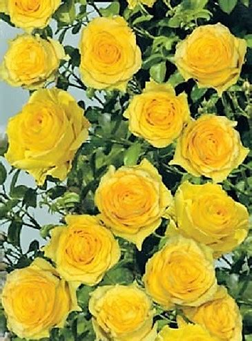 Розы (39 фото): Сорта роз с фото и названиями сорта