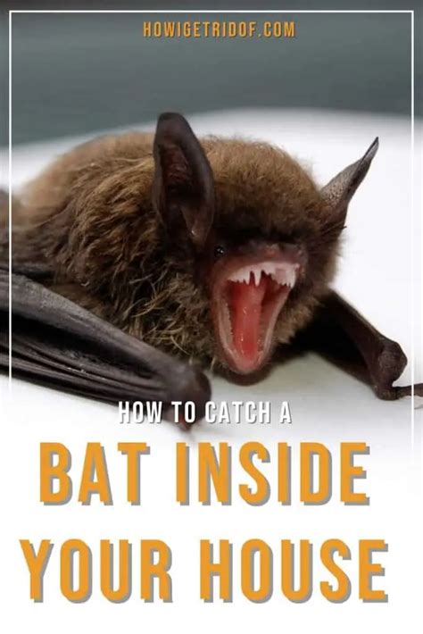 How To Catch A Bat Inside Your House How I Get Rid Of