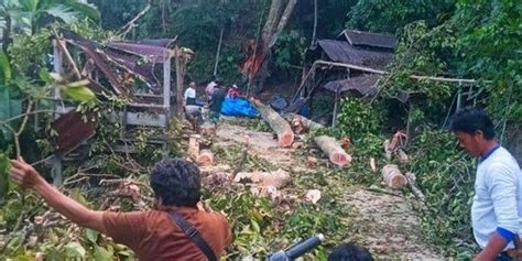 Acara Pernikahan Tertimpa Pohon Tumbang Satu Orang Meninggal Dunia