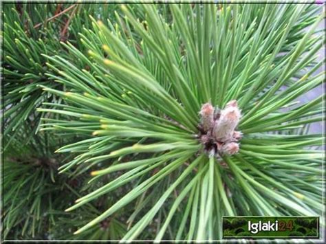 Pinus Nigra Globosa Sosna Czarna Globosa Szczep FOTO Internetowy