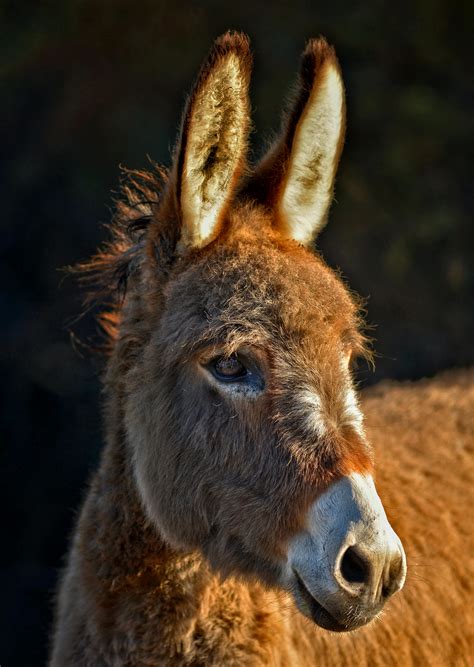 Mule Photos, Download The BEST Free Mule Stock Photos & HD Images