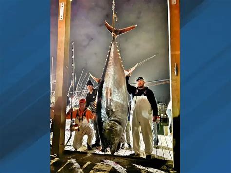 Bluefin Tuna Record Size