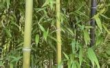 bamboo net worth