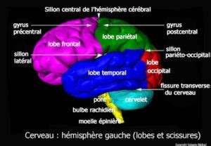 Cerveau H Misph Re Gauche Lobes Et Scissures Sch Ma Anatomie