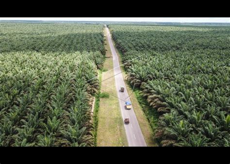 Luas Areal Lahan Perkebunan Sawit Di Indonesia ANTARA Foto