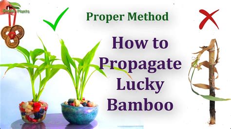 Repotting Lucky Bamboo A Step By Step Guide Planthd