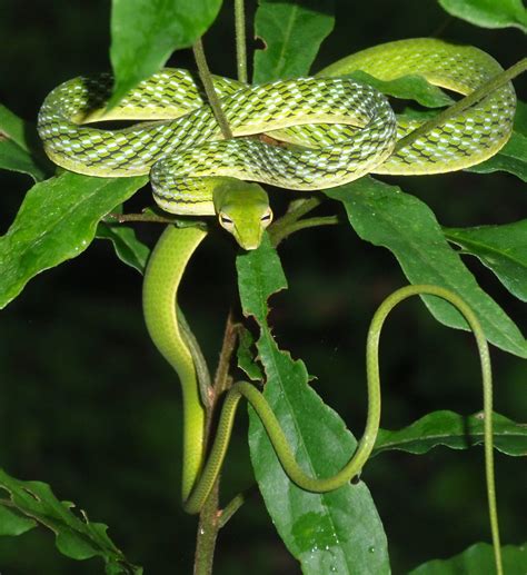 Vine Snake Snake Vines