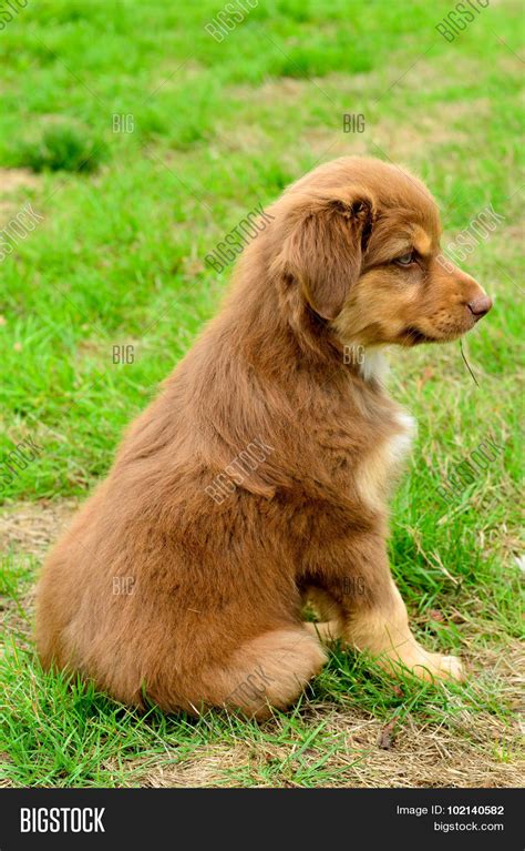 Red Tri Color Australian Shepherd Image & Photo | Bigstock