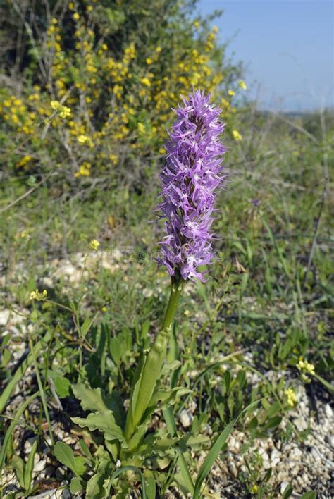 Naked Man Orchid Plant Orchis Italica Stock Photo Image Of Orchid Pink