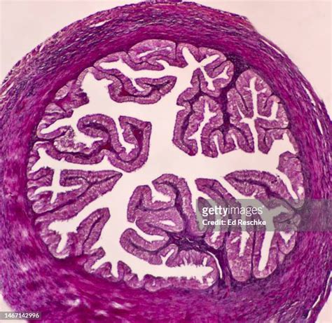 107 Simple Columnar Epithelium Stock Photos High Res Pictures And