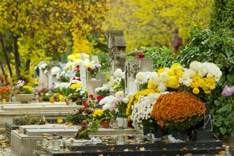 Le Chrysanth Me La Fleur Star De La Toussaint