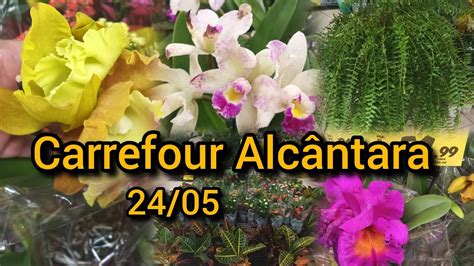 VENHA VER PLANTAS NO CARREFOUR EM ALCÂNTARA YouTube