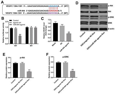 Glioma Stem Cell Derived Exosomal Mir Reduces Glioma Growth And