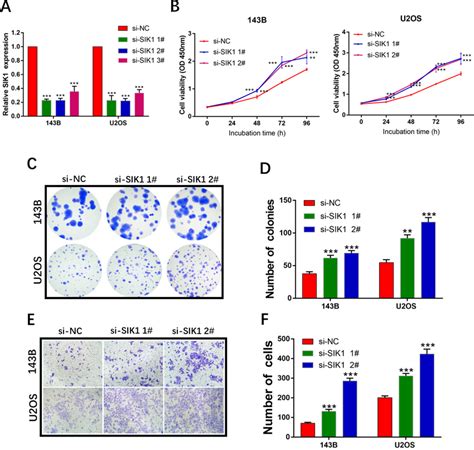 Sik Functions As A Tumor Suppressor In Os Cells A Relative Expression