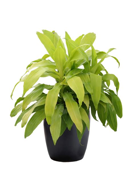 Dracaena Limelight Phillip S Interior Plants Displays