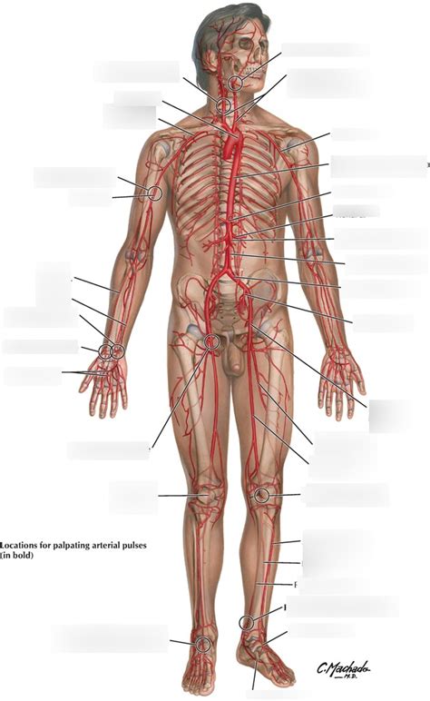 Week 21 22 Fig 1 13 Major Arteries And Pulse Points Diagram Quizlet