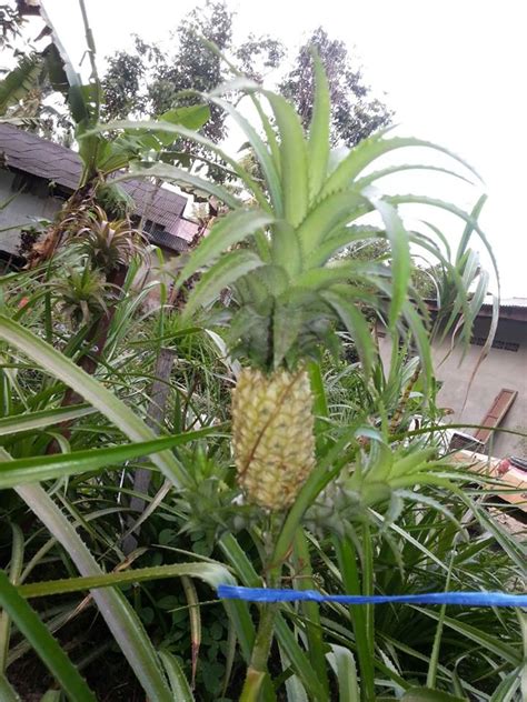 Qalisya Noyue Pokok Nanas Batu Aka Nanas Kecil