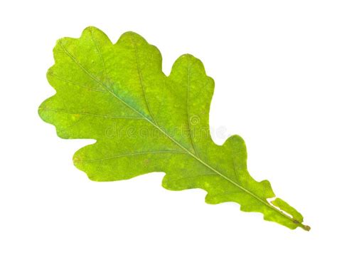 Oak leaf stock photo. Image of botanizing, botanise, shape - 5962930