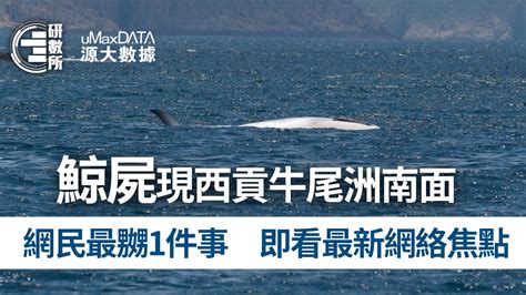 西貢鯨魚｜布氏鯨死亡網民傷心派慘 最嬲這行為 斥應有措施阻止