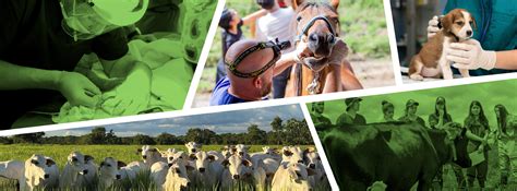 Zootecnia Quanto Ganha - Centro de... - Centro de Veterinaria y Zootecnia CES