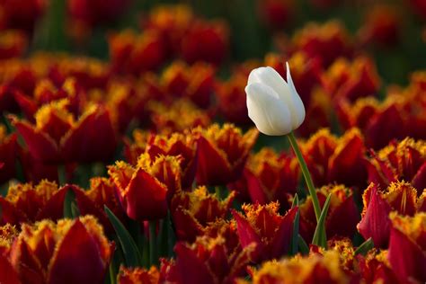 3840x2160 Resolution Selective Focus Photography Of White Tulip