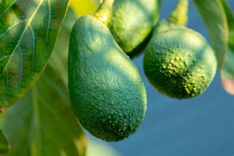 Avocado Zone 9
