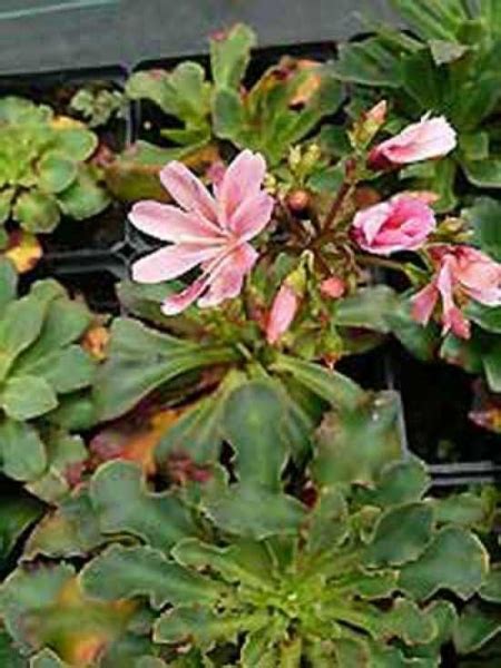 Lewisia Cotyledon Sunset Strain Porzellanbl Mchen G Nstig Kaufen