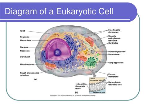 Eukaryotic Cell Structure And Function