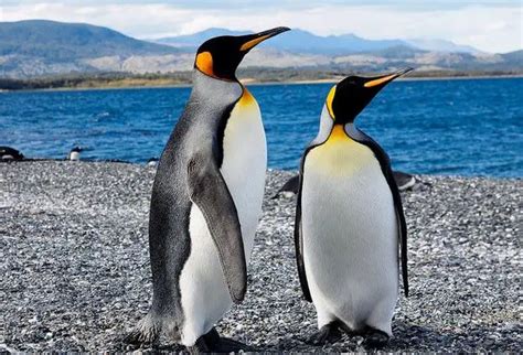 Descubre Todo Sobre el Pingüino Rey, esta Importante Especie