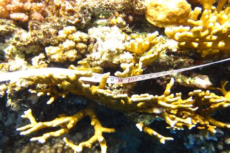 great fringing reef alliance