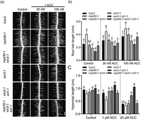 Myb30 And Ethylene Insensitive3 Antagonistically Modulate Root Hair