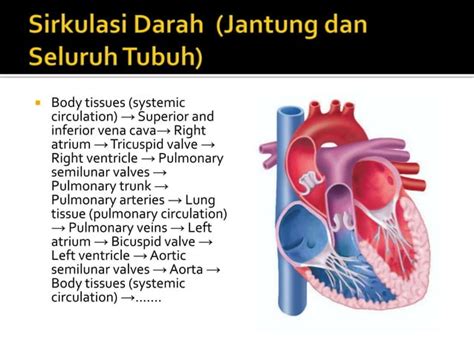 Asuhan Keperawatan Pada Gangguan Sistem Kardiovaskuler Ppt