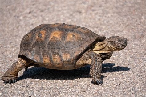 Definitive Guide To Sonoran Desert Tortoise Facts, Habitat ...