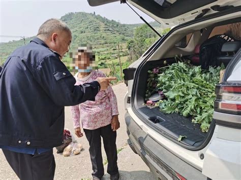 武当山公安局利用无人机查处一起非法种植毒品原植物案澎湃号·政务澎湃新闻 The Paper