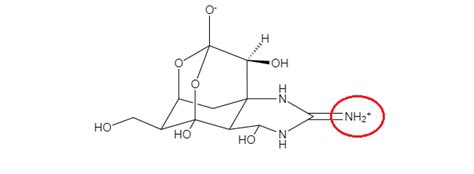 On the basis of the structure of tetrodotoxin, propose a mec | Quizlet