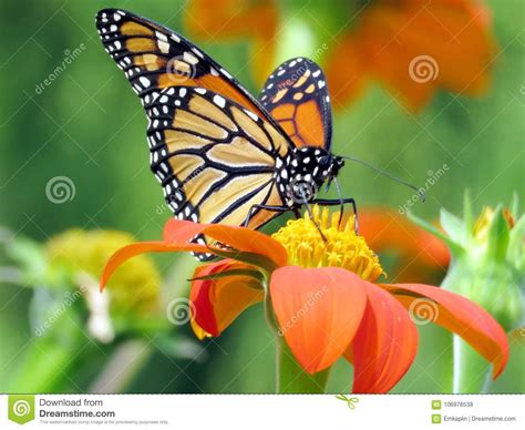 Mariposa De Monarca Del Lago Toronto Y Girasol Mexicano 2016 Foto De