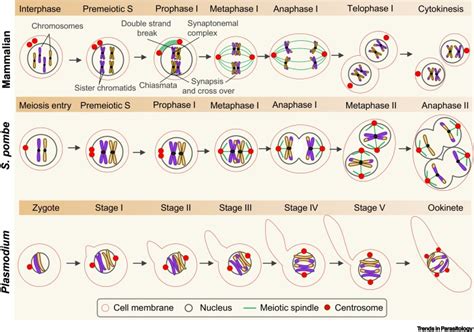 Meiosis In Plasmodium How Does It Work Trends In Parasitology