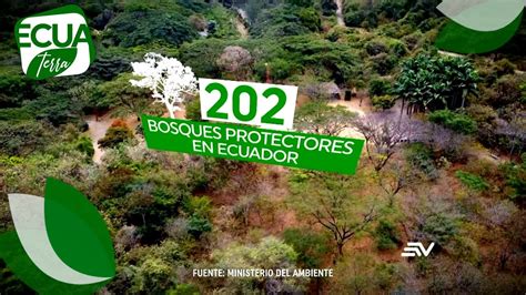 Bosques Protectores Est N Bajo Amenaza Por La Actividad Humana