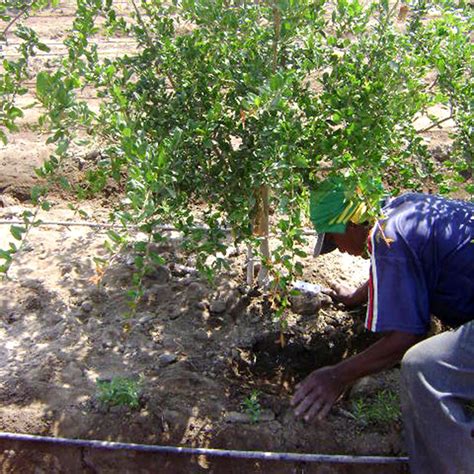 ÁREA DE ANÁLISIS DE SUELO Productos Biológicos del Sur SAC