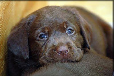 Chocolate Lab Puppies