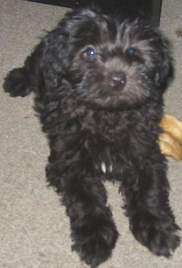 Pictures of Maltese-Poodle Puppies