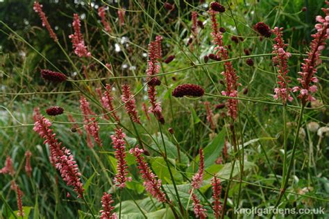 Persicaria High Society Knoll Gardens Ornamental Grasses And