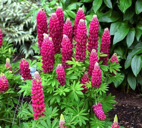 Люпин многолистный - фото, сорта, посадка и уход в открытом грунте ...