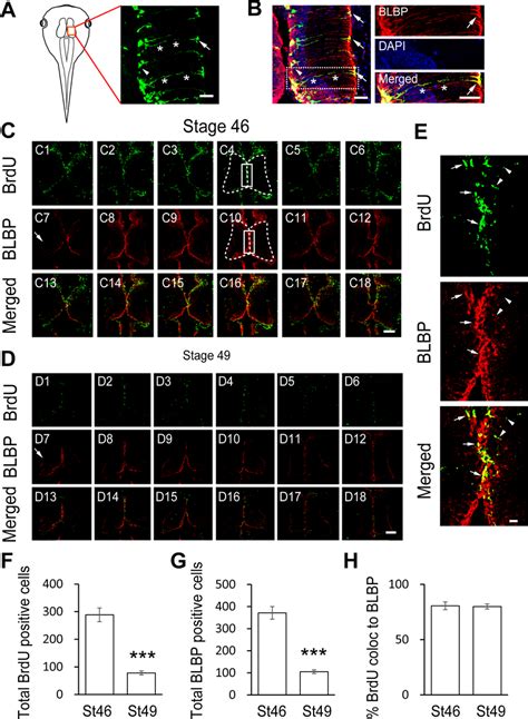 Developmental Regulation Of BLBP Positive Radial Glia And BrdU Positive