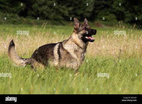 running German Shepherd Stock Photo - Alamy