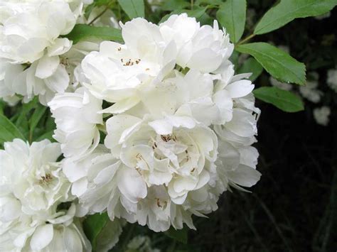 Flowerpedia: Rosa Banksiae