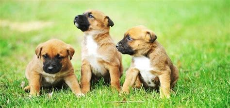 7 Best Belgian Malinois Breeders In Florida (2022)