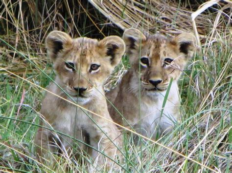 Botswana Safari in the African Bush!