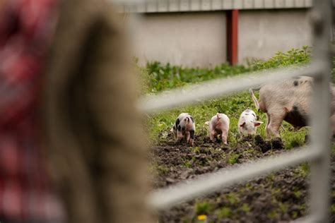 African Swine Fever Detected In Kerala S Thrissur District Culling